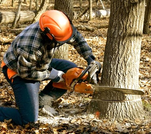 Tree Removal in Stockton, IL